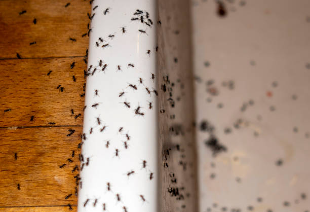 Best Pest Inspection Near Me  in Rockwood, MI