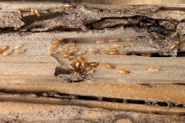 Best Pest Prevention Services  in Rockwood, MI